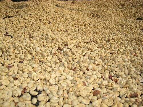 Up To 100 Lbs Colombian Medellin Supremo Shg Green Coffee Beans, Always Fresh!